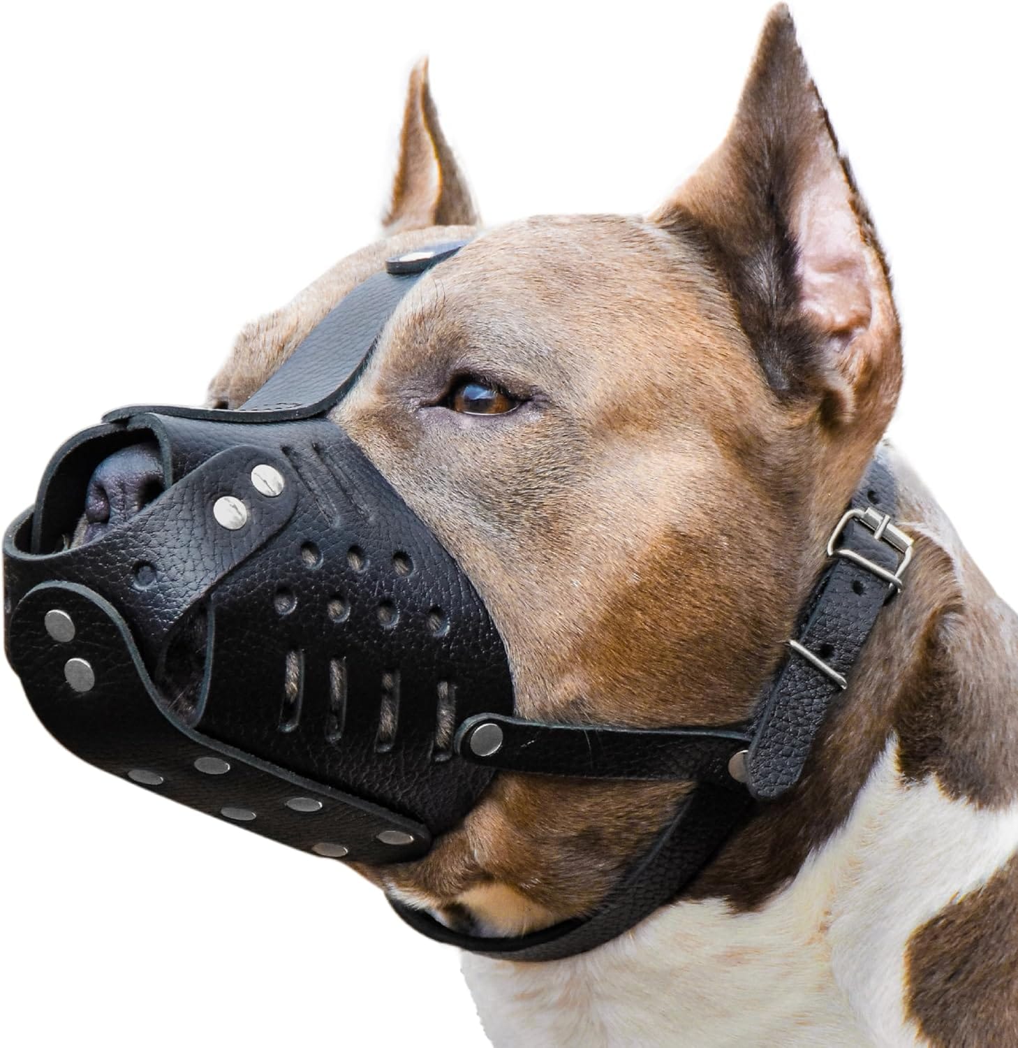 Leather Muzzle size L